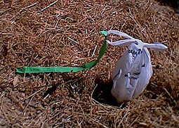 plastic bag containing dog waste, flagged with green tape