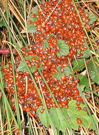 lady beetles wintering in Redwood Regional Park